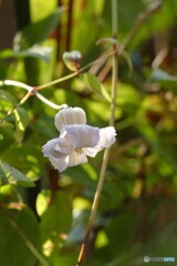 最後の最後まで