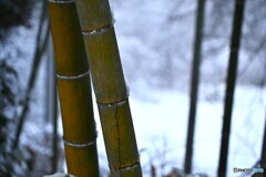 竹林越しの冬景色