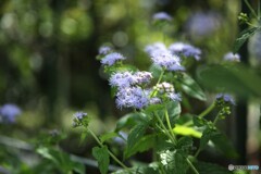 秋花