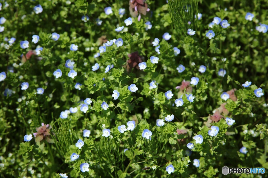野の花