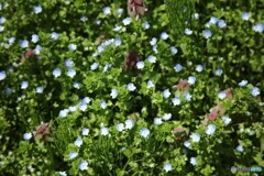 野の花