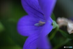 日陰でひっそり