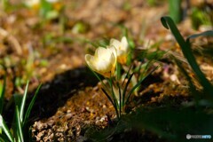 温陽でお目覚め