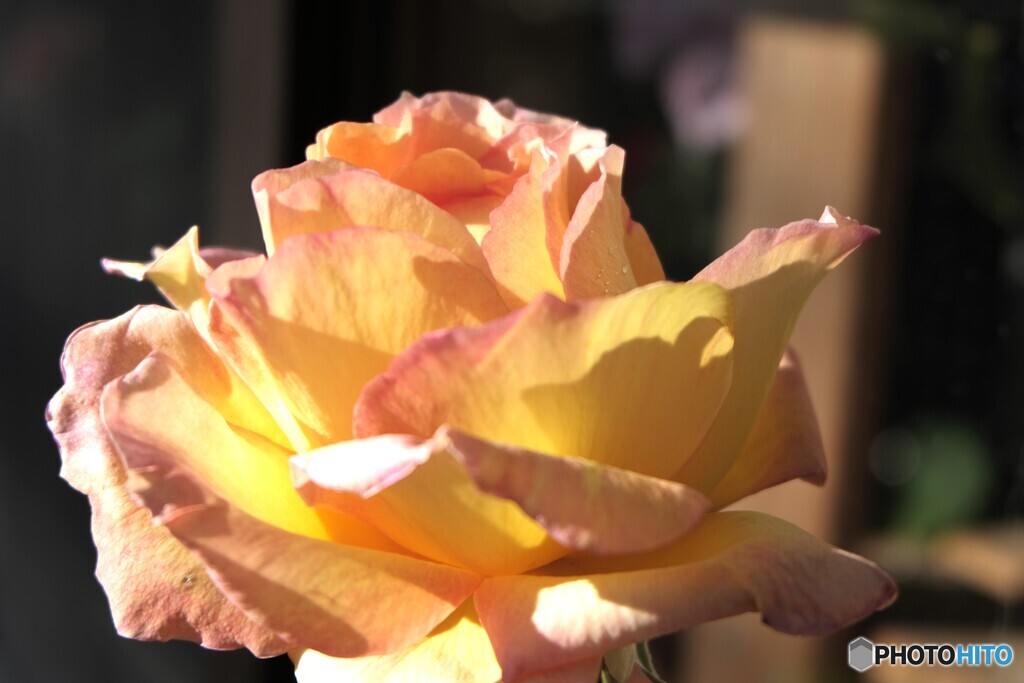 寒さの中で華やかに