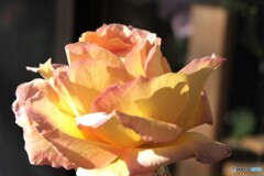 寒さの中で華やかに