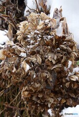 冬の枯花