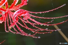 水も滴る秋姿