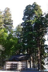 見つめ続けた大木