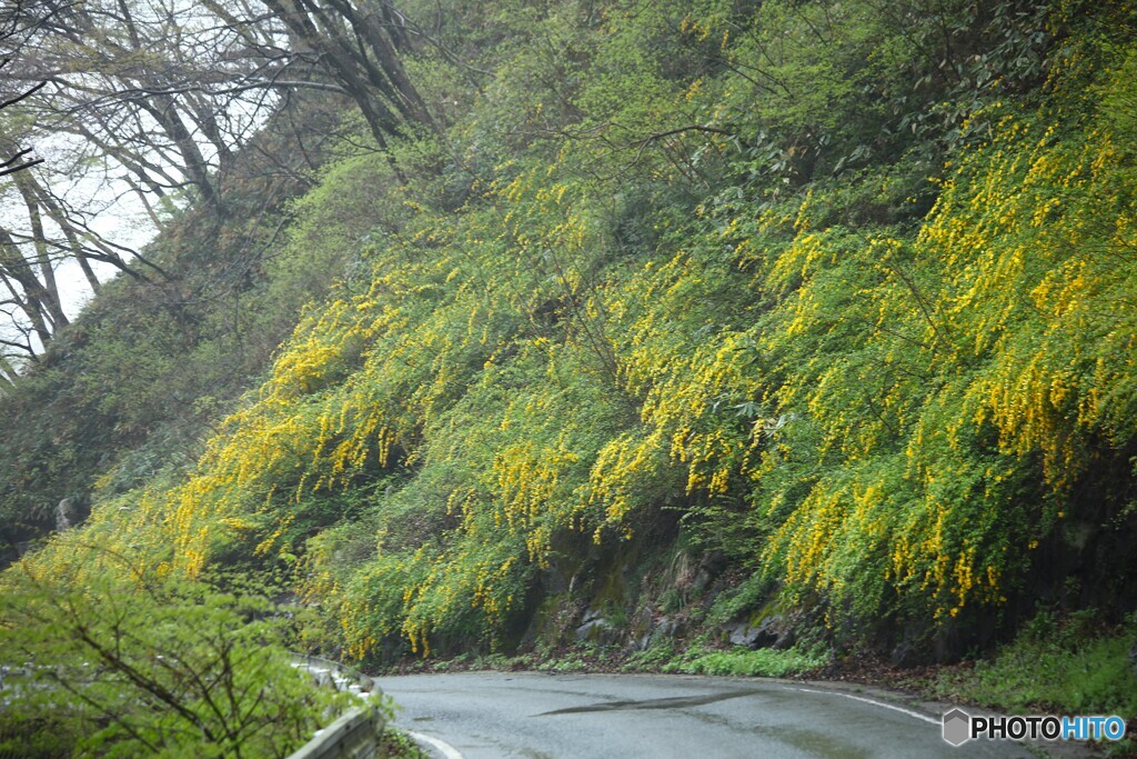 霧雨の山吹街道