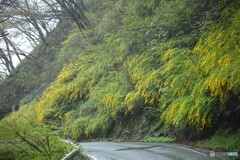 霧雨の山吹街道