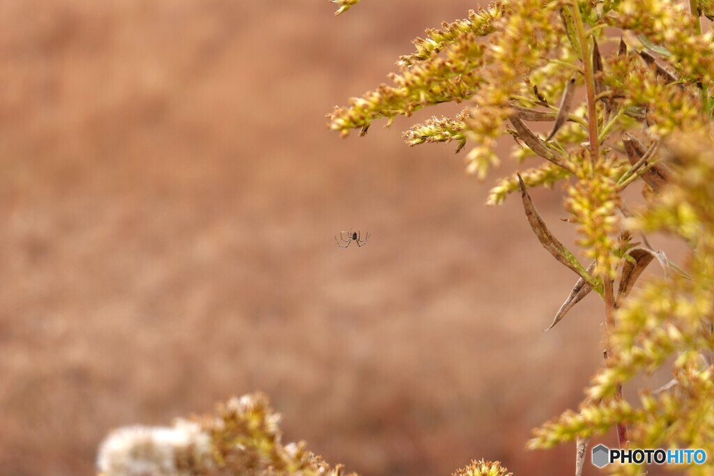 小さな小さな命