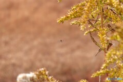 小さな小さな命