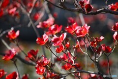 庭が紅に染まって
