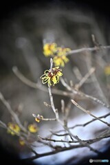 寒風
