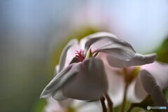 薄陽の希望