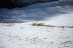 顔見せ雪解け始まる