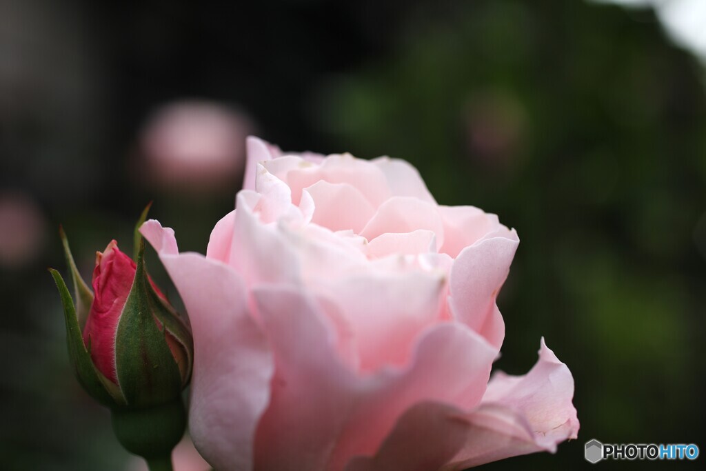 芳醇