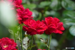 夏の澄まし顔