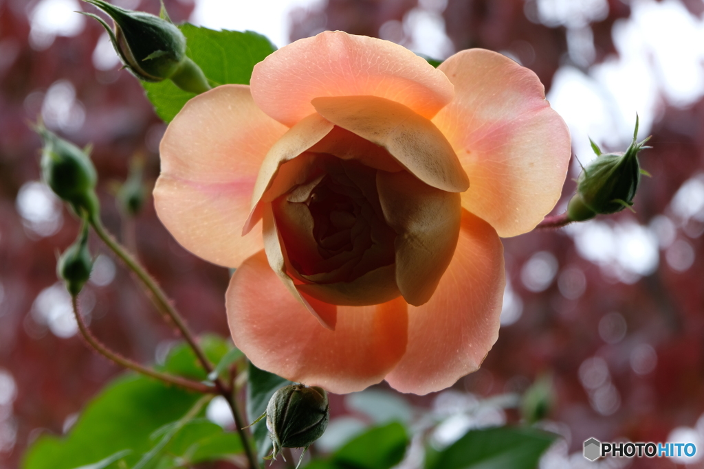 冬陽受けホッコリ