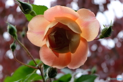 冬陽受けホッコリ