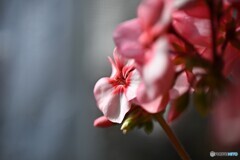 穏やかな時
