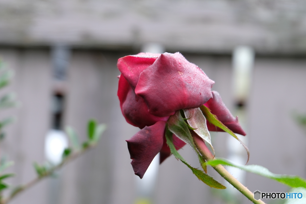 寒さ襲来開けない