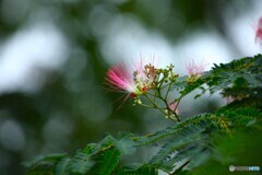 頬紅揺れて