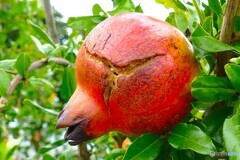 弾けそう