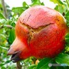 弾けそう
