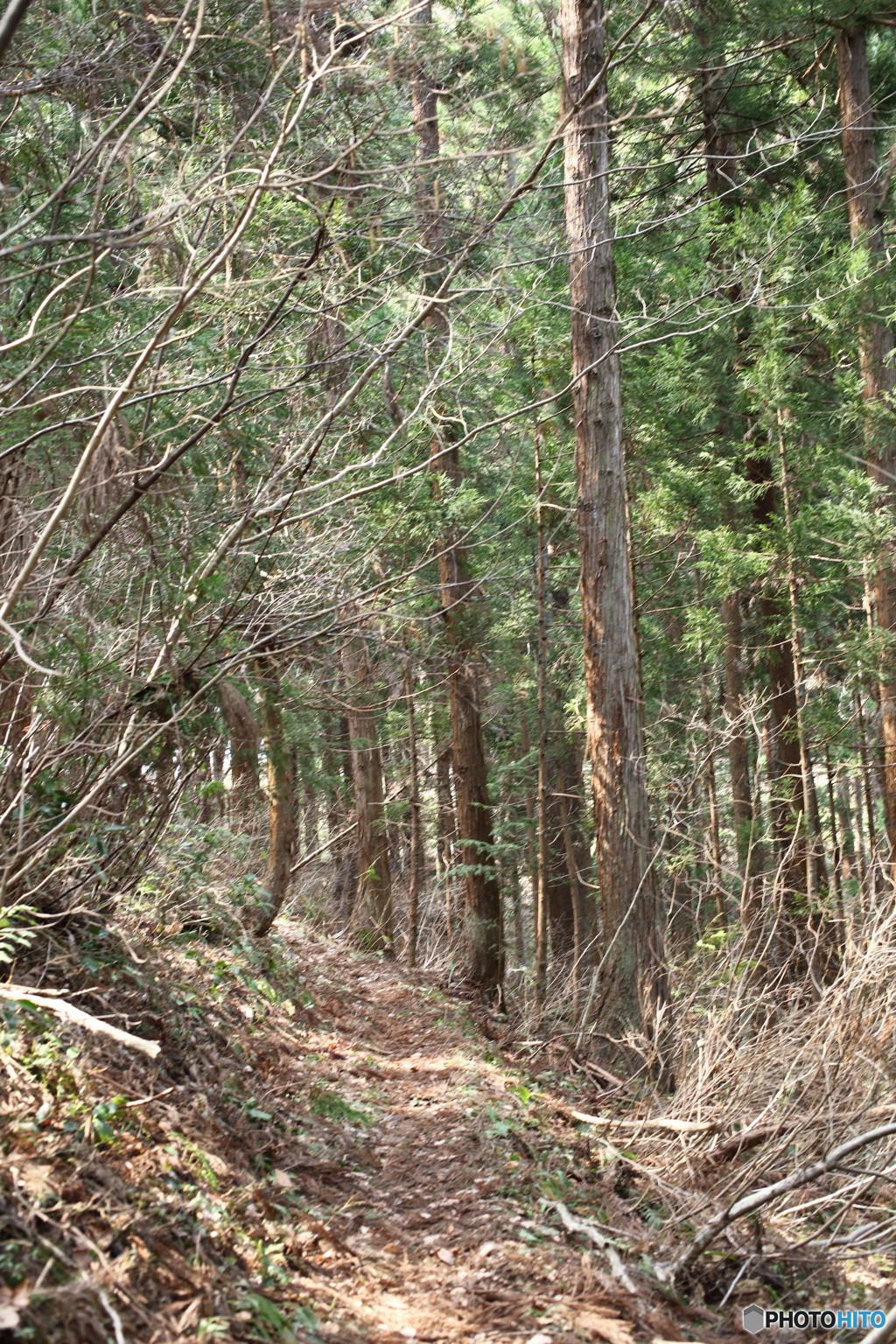 春を迎えた山道
