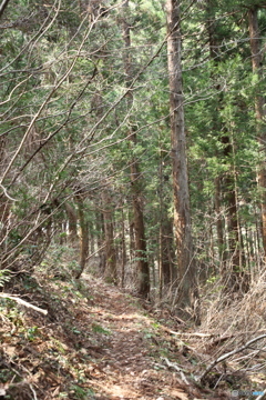 春を迎えた山道