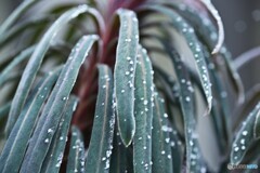 氷風吹きつけて