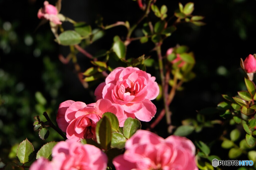 やはり温陽がいいね