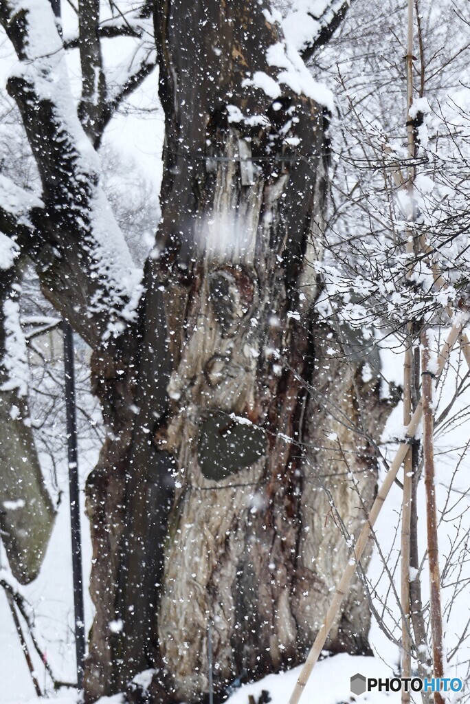 風雪に耐えて(樹齢八百年超)