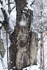 風雪に耐えて(樹齢八百年超)