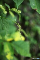 森の片隅で