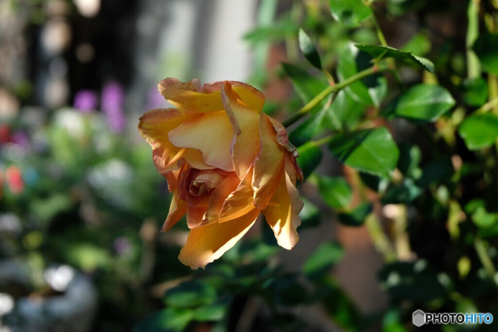 ようやく陽射しが