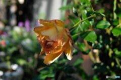 ようやく陽射しが