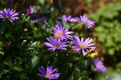 活き活き春花