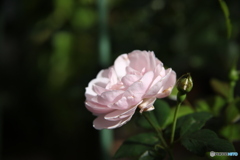 穏やかな時