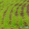 麦踏み緩やかに緩やかに