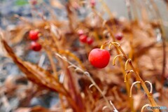 最後まで愛らしく