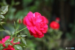 恋する紅い薔薇