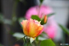 咲き競って