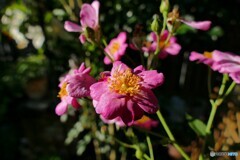 強烈夏陽
