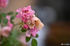 凍てつく花びら
