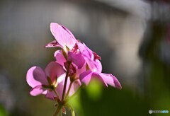 桃色時節が近付いて