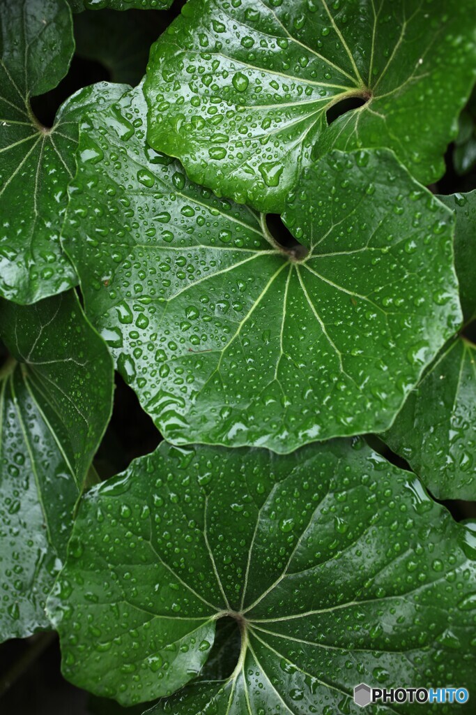初夏の雨