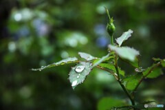 零れた涙