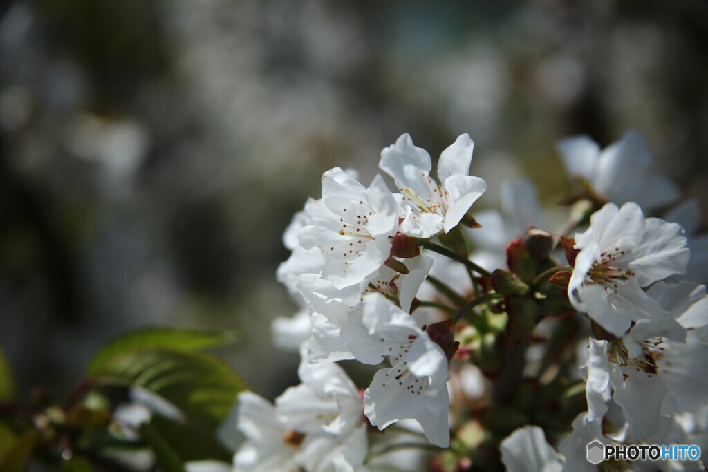 早く実にな～れ